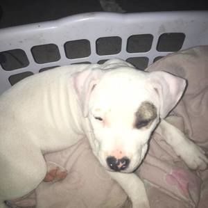 Meet your Posher, Kendrick